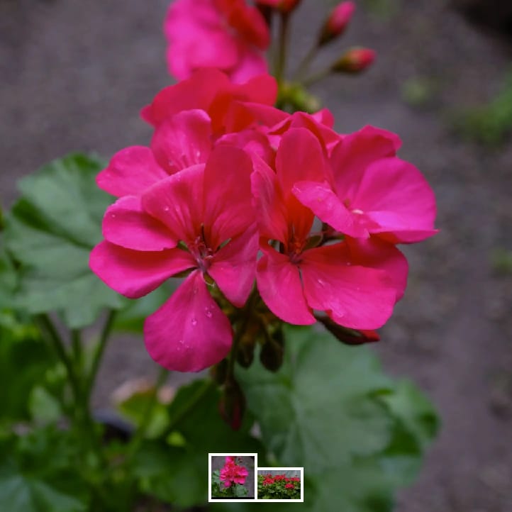 5+ Loose Packed Seed Of Rare Variant Of Geranium Flower - Americana® Cherry Rose Zonal Geranium, Can Grow All Over Nepal - image 3