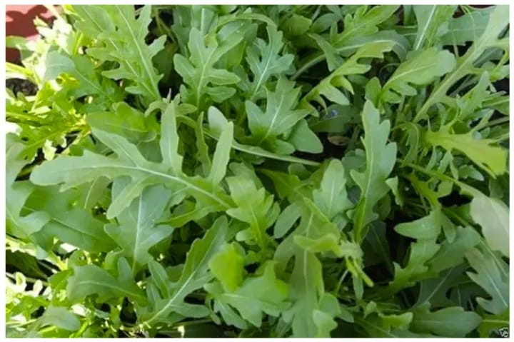 Arugula Salad Rocket Rucola 20+ Seeds For Planting Loose Pack - image 3