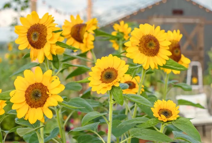 1 Packet Sunflower Large Bloom – Majestic, Giant Blooms for Stunning Garden Displays | Perfect for Summer, Pollinator Gardens, and Easy Growing - image 2
