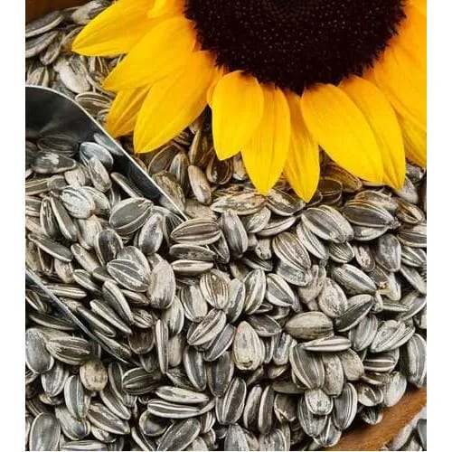 1 Packet Sunflower Large Bloom – Majestic, Giant Blooms for Stunning Garden Displays | Perfect for Summer, Pollinator Gardens, and Easy Growing - image 4