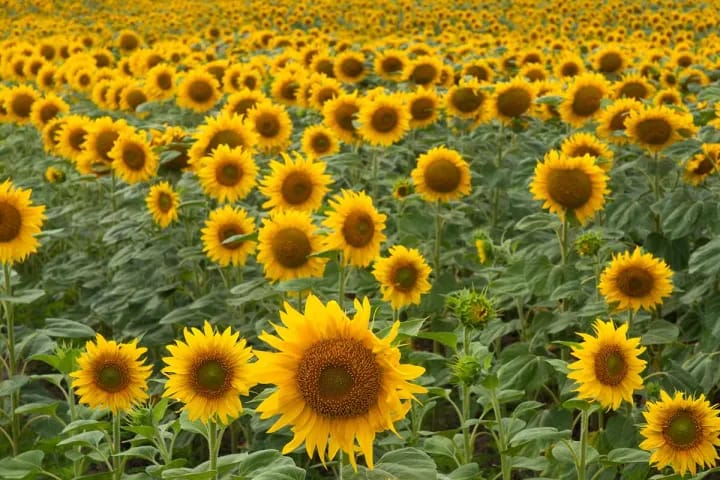 1 Packet Sunflower Large Bloom – Majestic, Giant Blooms for Stunning Garden Displays | Perfect for Summer, Pollinator Gardens, and Easy Growing - image 1