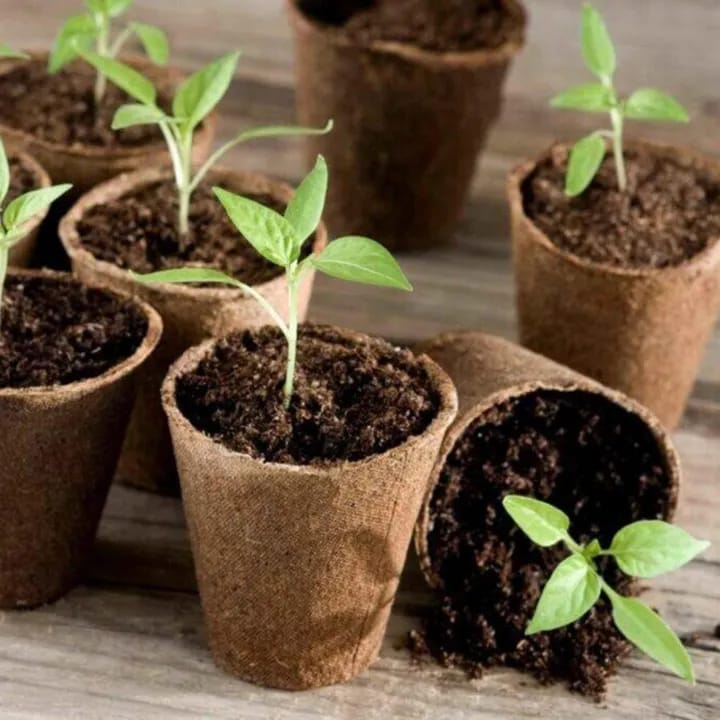 Hot & Sweet Pepper Seed for Planting - Excellent Quality Seeds, 20 + Seed Loose Packet - image 2