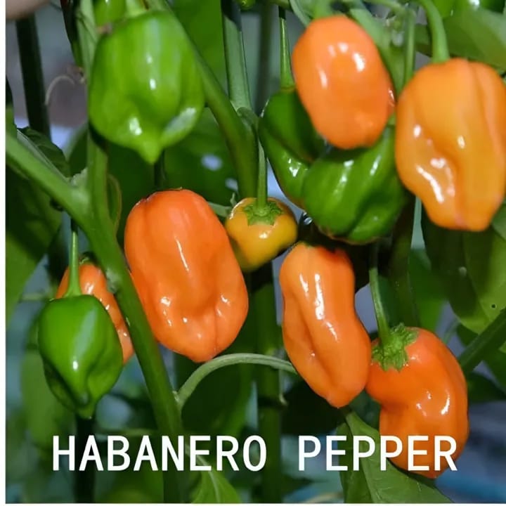 Hot & Sweet Pepper Seed for Planting - Excellent Quality Seeds, 20 + Seed Loose Packet - image 1
