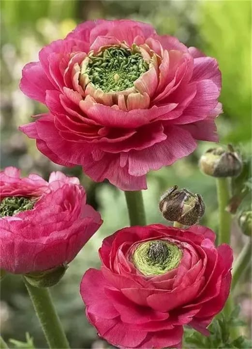 Garden Plant Seed Flower Seed 10+ Mixed Color Flowers Ranunculus Seeds Asiaticus Persian Buttercup Ranunculus Flowers Seeds Light Fragrant - image 4