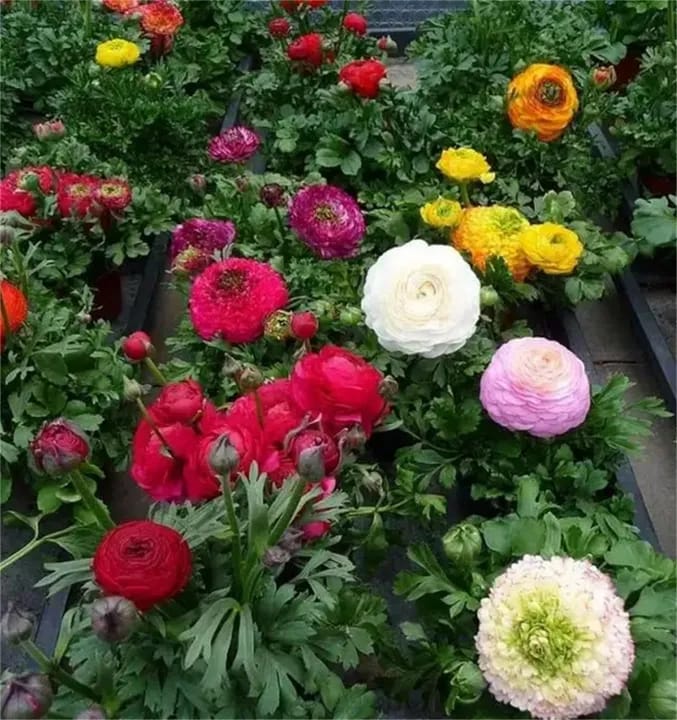 Garden Plant Seed Flower Seed 10+ Mixed Color Flowers Ranunculus Seeds Asiaticus Persian Buttercup Ranunculus Flowers Seeds Light Fragrant - image 2