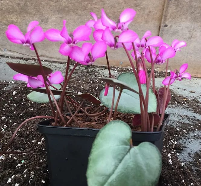 Grow Your Own Garden With Exciting Loose Seeds Of Purple Cyclamen Coum Tilebarn Elizabeth - 20 Plus Loose Seeds - image 4