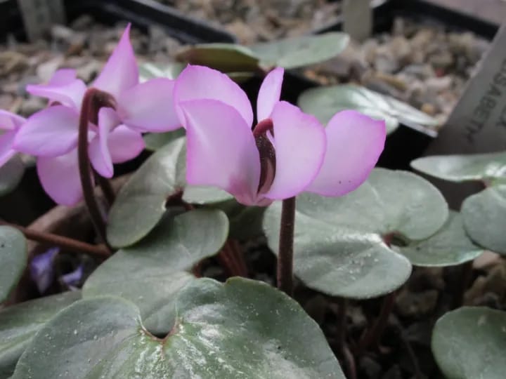 Grow Your Own Garden With Exciting Loose Seeds Of Purple Cyclamen Coum Tilebarn Elizabeth - 20 Plus Loose Seeds - image 3