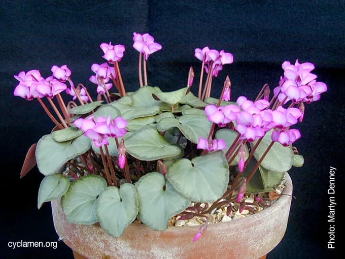 Grow Your Own Garden With Exciting Loose Seeds Of Purple Cyclamen Coum Tilebarn Elizabeth - 20 Plus Loose Seeds - image 2