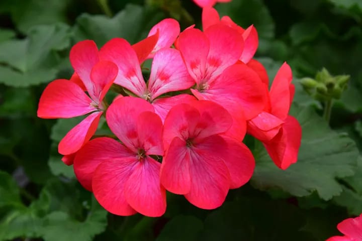 5+ Loose Packed Seed Of rare Variant Of Geranium Flower - Americana Rose Ice Zonal Geranium, Annual Flower, can Grow All Over Nepal - image 3