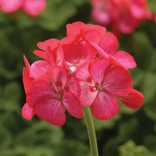 5+ Loose Packed Seed Of rare Variant Of Geranium Flower - Americana Rose Ice Zonal Geranium, Annual Flower, can Grow All Over Nepal - image 2