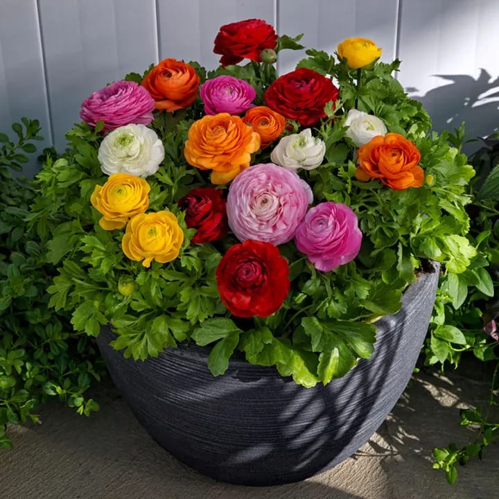 20+ Loose Packed Seed Of Ranunculus Mixed Annual Flower, Excellent Quality Seed Can Grow All Over Nepal - image 1
