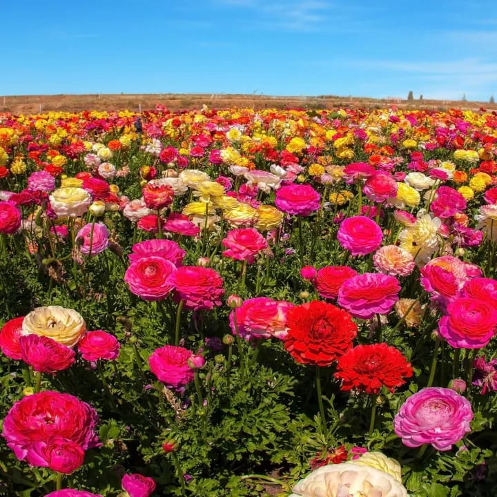 20+ Loose Packed Seed Of Ranunculus Mixed Annual Flower, Excellent Quality Seed Can Grow All Over Nepal - image 2