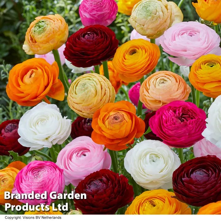 20+ Loose Packed Seed Of Ranunculus Mixed Annual Flower, Excellent Quality Seed Can Grow All Over Nepal - image 3