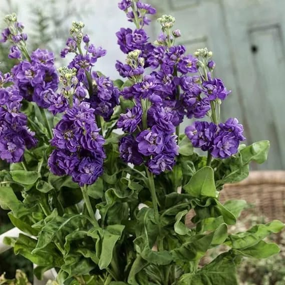 20+ Loose Packed Seed Of Bonsai Stock Flower - image 4
