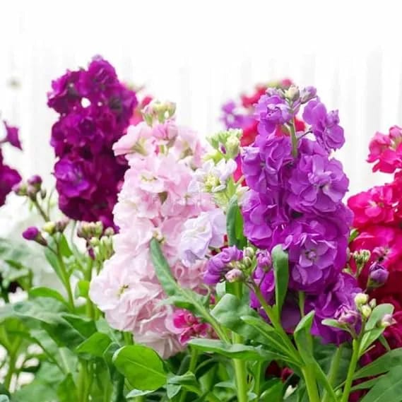 20+ Loose Packed Seed Of Bonsai Stock Flower - image 2