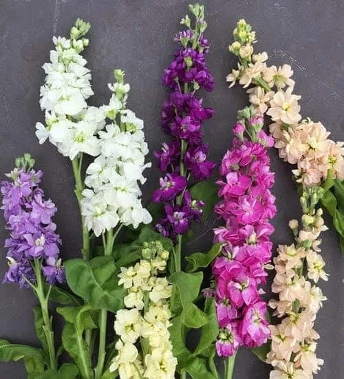 20+ Loose Packed Seed Of Bonsai Stock Flower - image 5