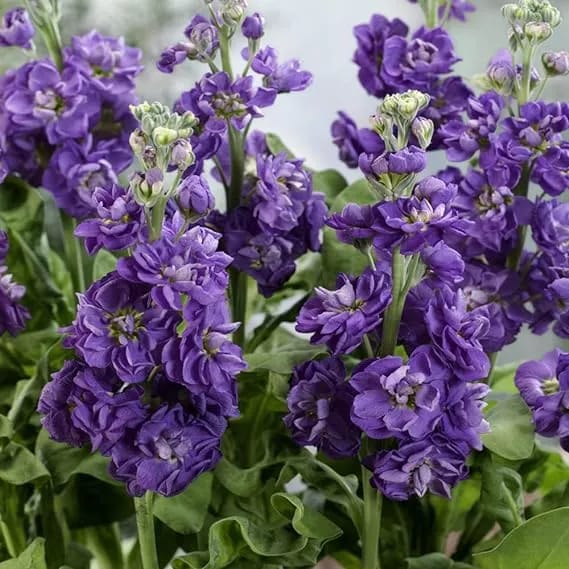 20+ Loose Packed Seed Of Bonsai Stock Flower - image 3