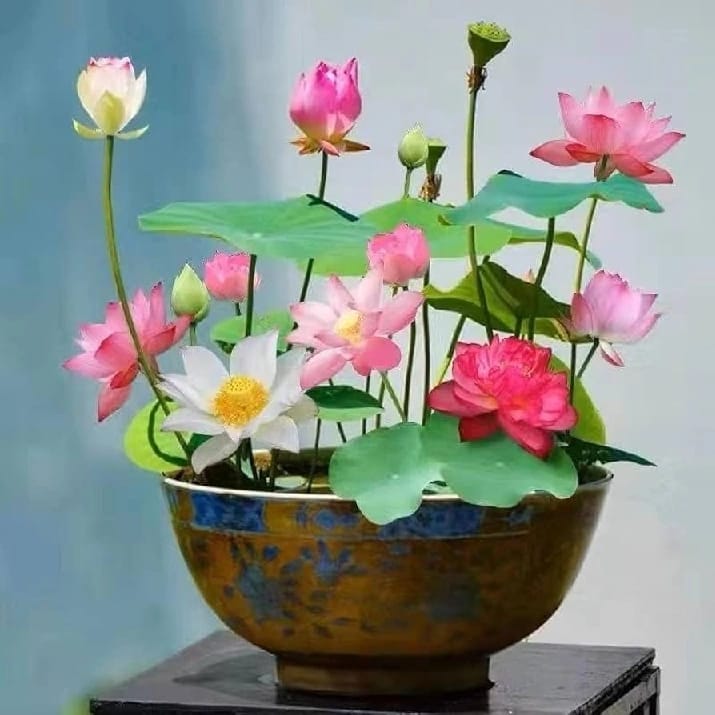 Lotus Seeds For Planting In Pots, High Germination 100gm - image 2
