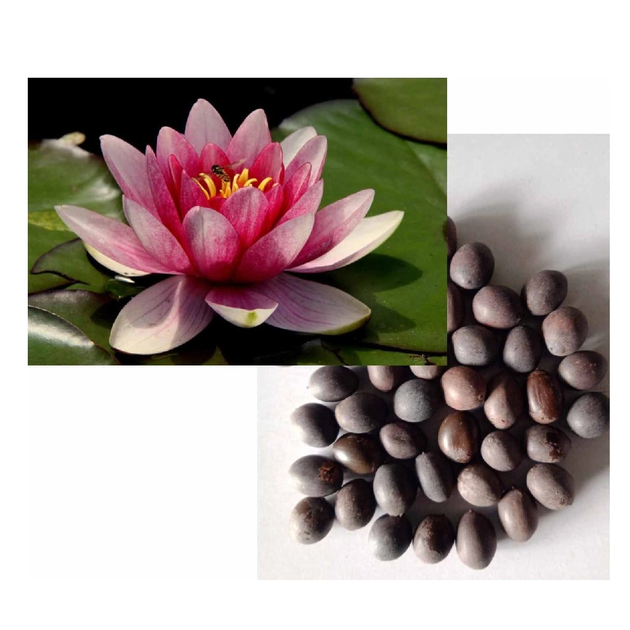 Lotus Seeds For Planting In Pots, High Germination 100gm - image 1