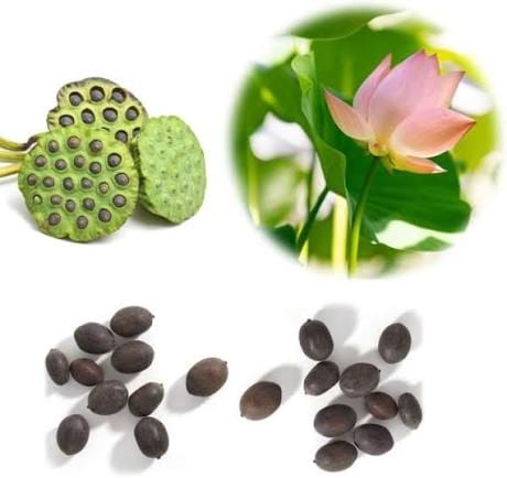 16 Seeds Of Mixed Flower Lotus Seeds/ Seed Kamalgatta - image 2