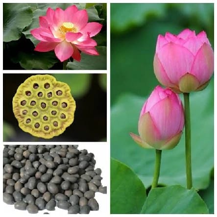 16 Seeds Of Mixed Flower Lotus Seeds/ Seed Kamalgatta - image 1