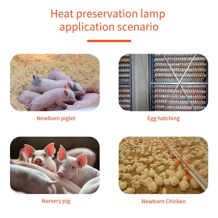 Infrared Heating Lamp Breeding Bulb And Free Heavy Duty Pendent Holder, 250W Pet Brooder Hatch Chicken, Animals Infrared Lamp - image 3