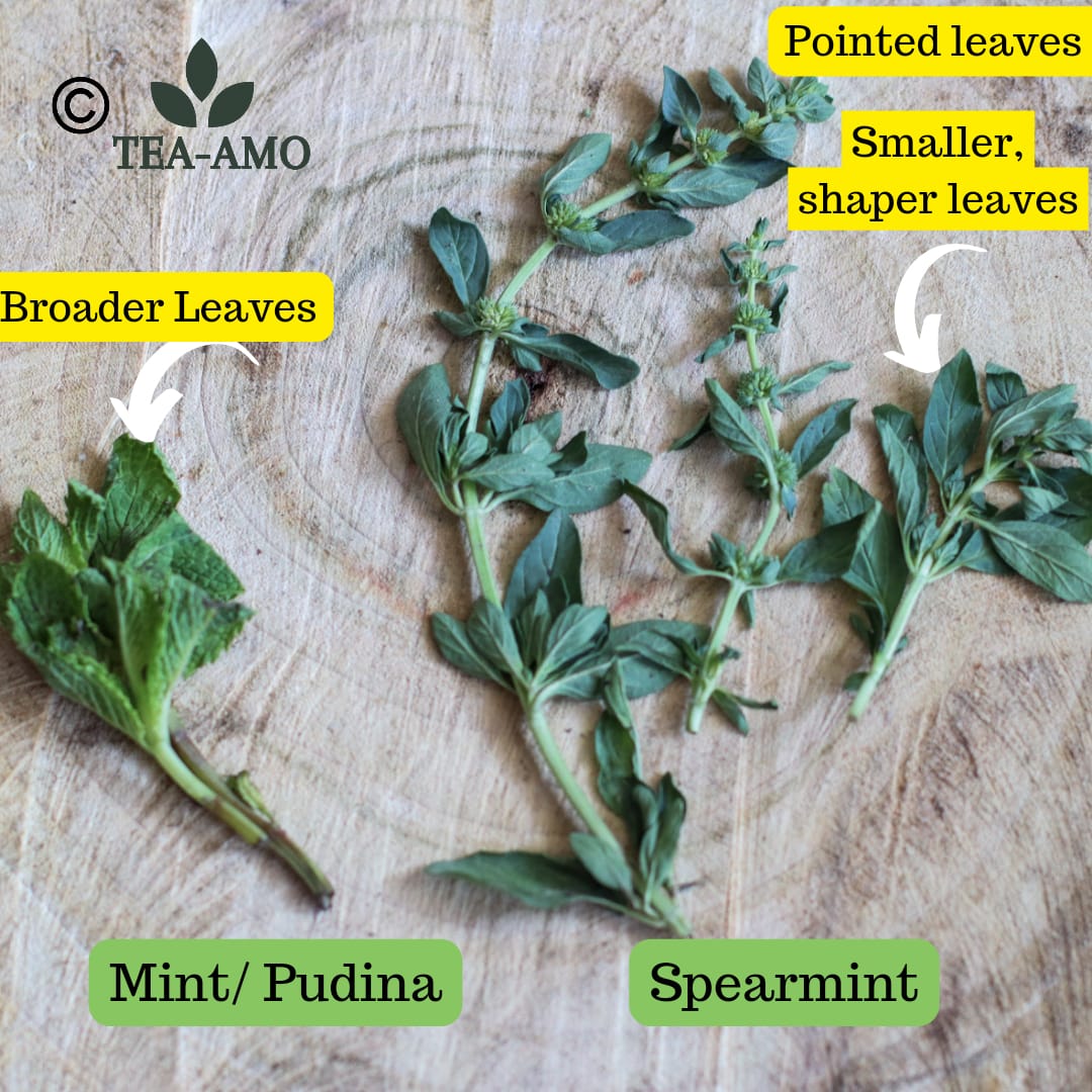 70 Grams Pure Spearmint Tea; Aids In PCOS & Hormonal Balance - image 5